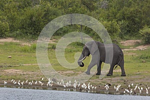 Elephant bull walking along lake shore
