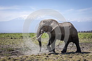 Elephant bull walking in Amboseli National Park with Mount Kilimanjaro in Kenya