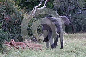 Elephant bull walking passed herd of impala