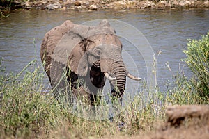 Elephant bull walking towards the camera