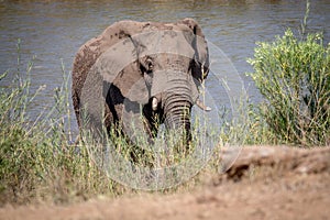 Elephant bull walking towards the camera