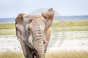 Elephant bull walking towards the camera.