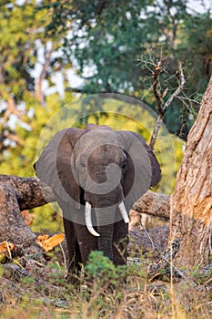 Elephant Bull walking through the Zimbabwean Woodlands