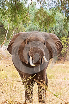 Elephant Bull walking through the Zimbabwean Woodlands