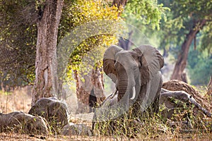 Elephant Bull walking through the Zimbabwean Woodlands