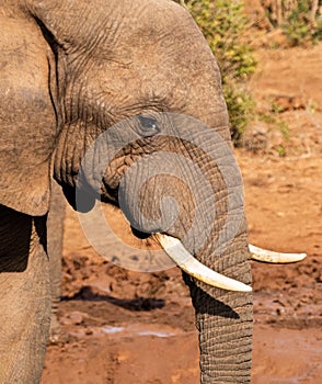 Elephant bull at watering hold showing off tusks.