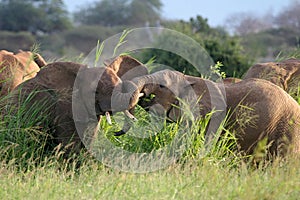 Elephant Bulls