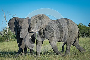 Elephant bulls tussling