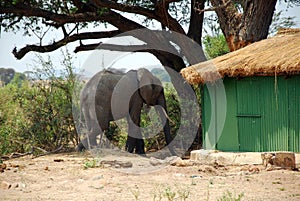 An elephant between the bungalows in the savannah-Tanzania-Africa photo