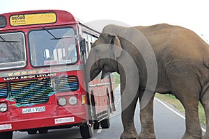 elephant with bus