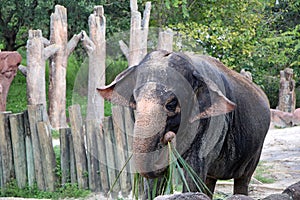 Elephant at Busch Gardens in Tampa Florida