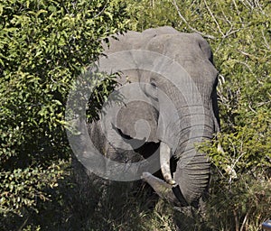 Elephant in bush