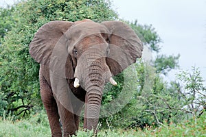 Elephant in the bush