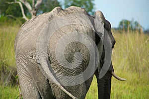 Elephant in the bush