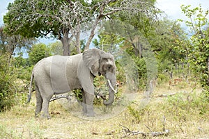 Elephant in bush with antelopes in the back