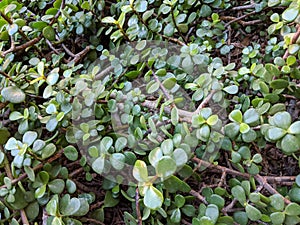 Elephant Bush Foliage