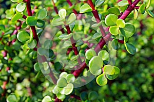 Elephant Bush, Miniature Jade, plant