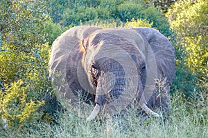 Elephant in the bush during sunset in South Africa Thanda Game reserve Kwazulu Natal