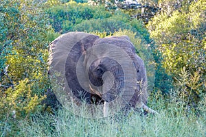 Elephant in the bush during sunset in South Africa Thanda Game reserve Kwazulu Natal