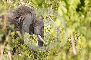 Elephant among the bushes