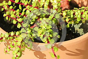 Elephant bushes, Portulacaria afra