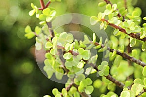 Elephant bushes, Portulacaria afra