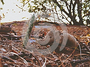 Elephant cactus overthehouse juguete animalyplanta elefantito photo