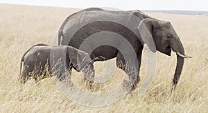 Elephant and calf