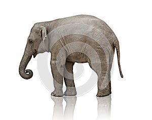 Ein elefant das kalb 
