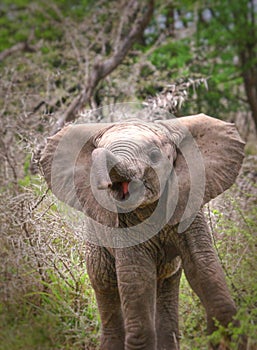 Elephant calf