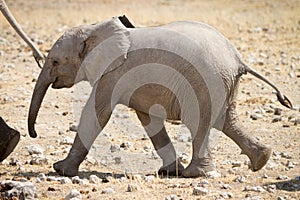 Elephant calf