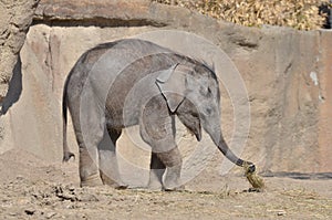 Elephant calf 2