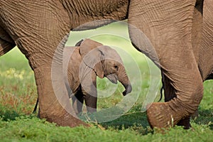 Elephant calf