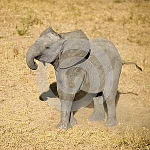 Elephant calf