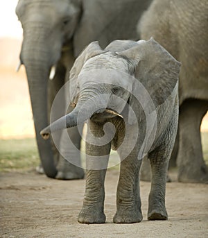 Elephant calf