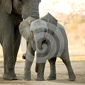 Elephant calf