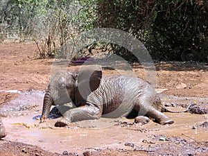 Elephant Calf