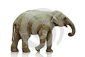 Ein elefant das kalb 