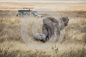 Elephant calf with adult, Ngorongoro Crater, Tanzania