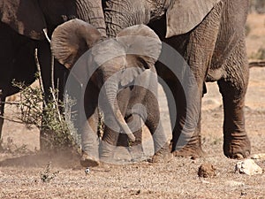 Elephant calf attacks Wagtail.