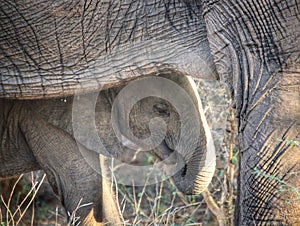 Elephant calf behind its mother