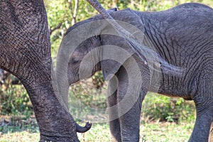 Elephant calf behind mothers tail