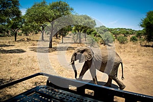 Elephant calf behind a safari car in Tarangire National Park safari, Tanzania