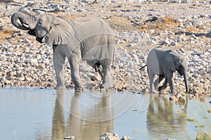 Elephant calf and bigger brother at Okaukeujo