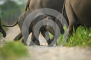 Elephant calf crossing a trail with a herd at Manas National Park, Assam, India photo