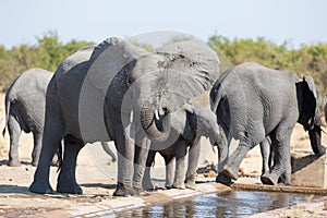 Elephant calf drinking water on dry and hot day