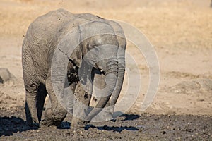 Elephant calf drinking water on dry and hot day