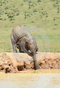 Elephant calf drinking from a water hole