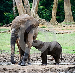 The elephant calf drinks milk at mum.