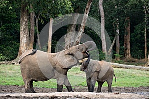 The elephant calf drinks at mum from a mouth.